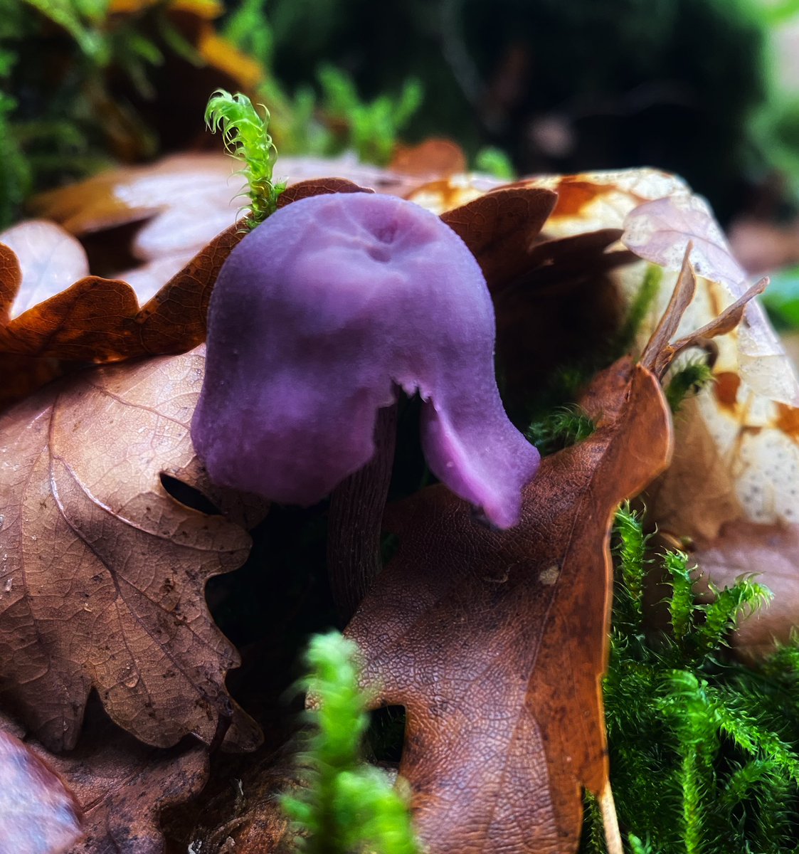 #mushrooms #mushroomphotography #AutumnPhotography #forestwalks #NaturePhotograhpy #upclose #macrophotography