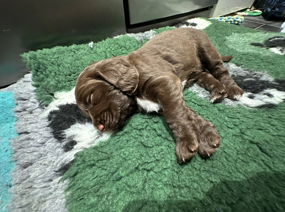 Countess Bathurst tweet media