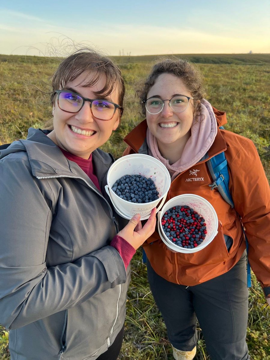 Our staff love exploring all of the nooks and crannies of our great state...seeking out the best berries possible! #kotzebue #berrypicking #summerinalaska #auditorlife