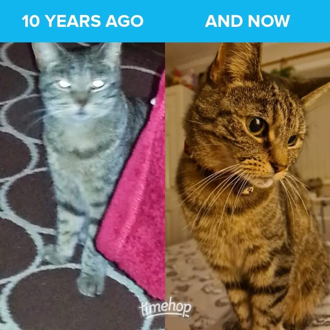 IBDBatman's tweet image. 🎂🍾Happy Gotcha Day, to our beautiful Princess Peppa!🥂❤
Ten Years Today 😻 
😘💋 #IBDBatman 
#catsofinstagram #catsoffacebook #catsoftwitter #catstagram #cats_of_instagram #cats #gotchaday #catlife #furbaby #CatDad #catsoftheday #catsofx #CatsAreFamily #cats_of_day #TimeHop