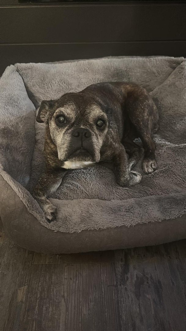 CBOnTrackRealty's tweet photo. 🤩Your Realtor Behind the Scenes🤩
This week our realtors want to show off their pets!
Jenna Smith sent us a photo of her 12-year-old Skittles. This English Bantam Bulldog is living out her retirement in style!
#coldwellbankerontrack #realtorlife #reddeerab #doglover https://t.co/arQO88qEuw