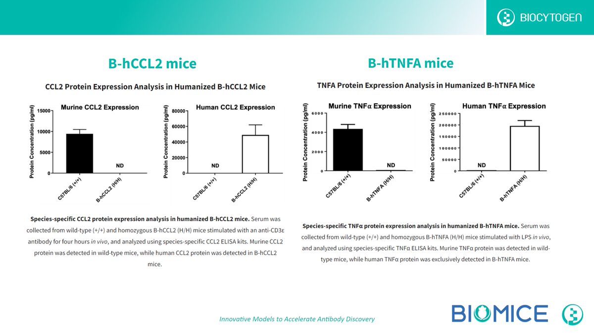 Check out our B-hCCL2 mice(biocytogen.com/products/human…) and B-hTNFA mice(biocytogen.com/products/human…)!

#mousemodel #cytokines #humanizedmodel #preclinicalresearch #invivo #efficacy #toxicity #therapeutics #immunotherapy #antitumortherapy #invivo #cancertherapy #cancerresearch