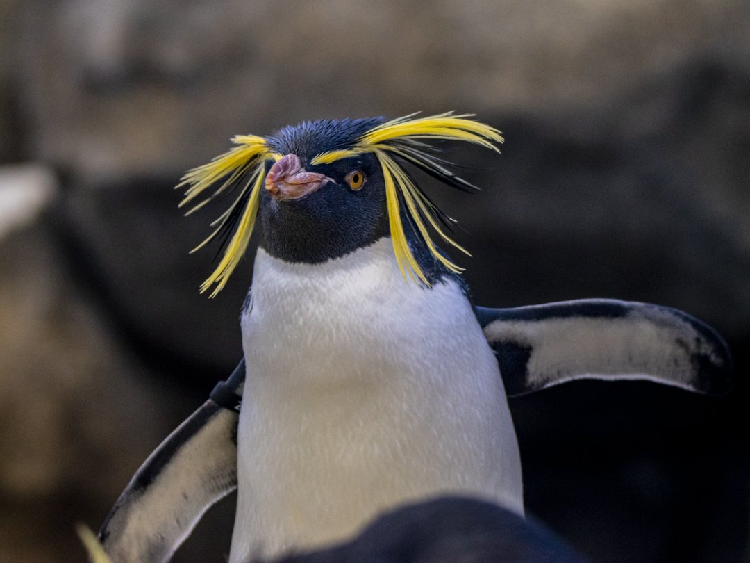 Two of our northern rockhopper penguins are celebrating hatchdays this week! ‘Tommy Lee’ turned 18 on November 1st and ‘Rhett’ is turning 17 today! 🎊

#DYK their eyes are capable of adjusting so that they can see both above and below the surface of the water?! 👀

#YourZooYYC