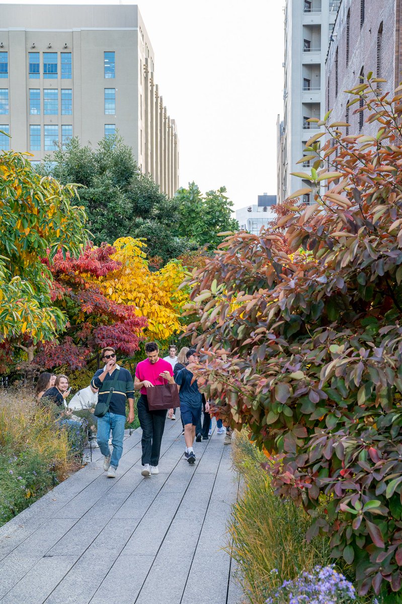 An image of people walking along the High Line, surrounded buy vibrant fall foliage.