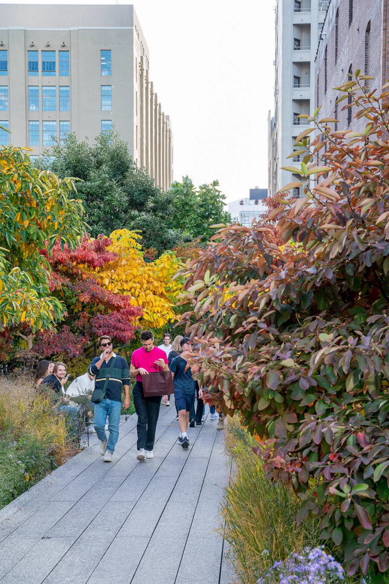 An image of people walking along the High Line, surrounded buy vibrant fall foliage.