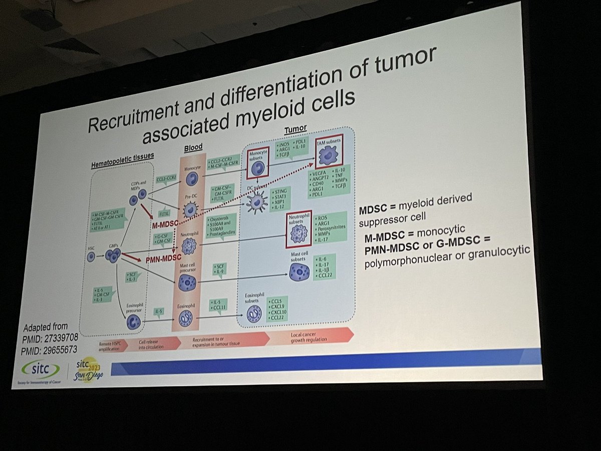 A beautiful and clear overview of the complexity of immunosuppressive myeloid cells in tumors by @mwilli323 during the #SITC23 primer! Keep an eye on this rising star! @sitcancerECS @sitcancer @jitcancer