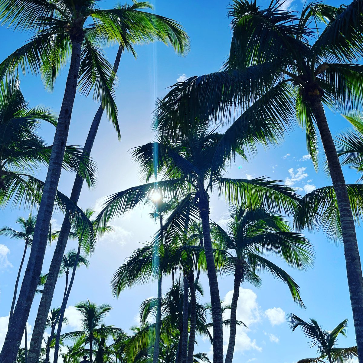 queen supreme tweet media