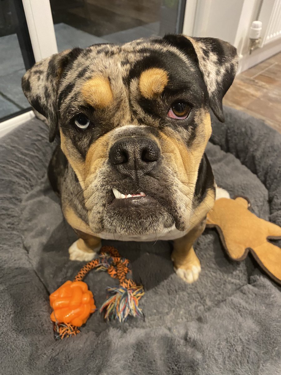 Millie The Olde English Bulldogge 🏴󠁧󠁢󠁳󠁣󠁴󠁿 tweet media