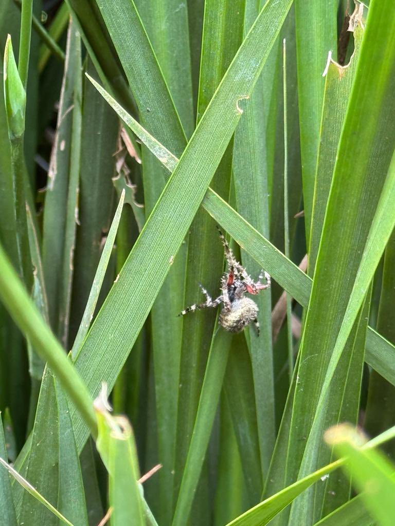 soypach's tweet photo. Hola @Arachno_Cosas encontré esta araña en el jardín en Valle de Bravo Estado de México y quería saber si es IM? Gracias :) https://t.co/jZ57NlVs4G