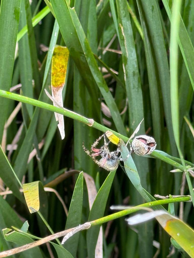 soypach's tweet photo. Hola @Arachno_Cosas encontré esta araña en el jardín en Valle de Bravo Estado de México y quería saber si es IM? Gracias :) https://t.co/jZ57NlVs4G