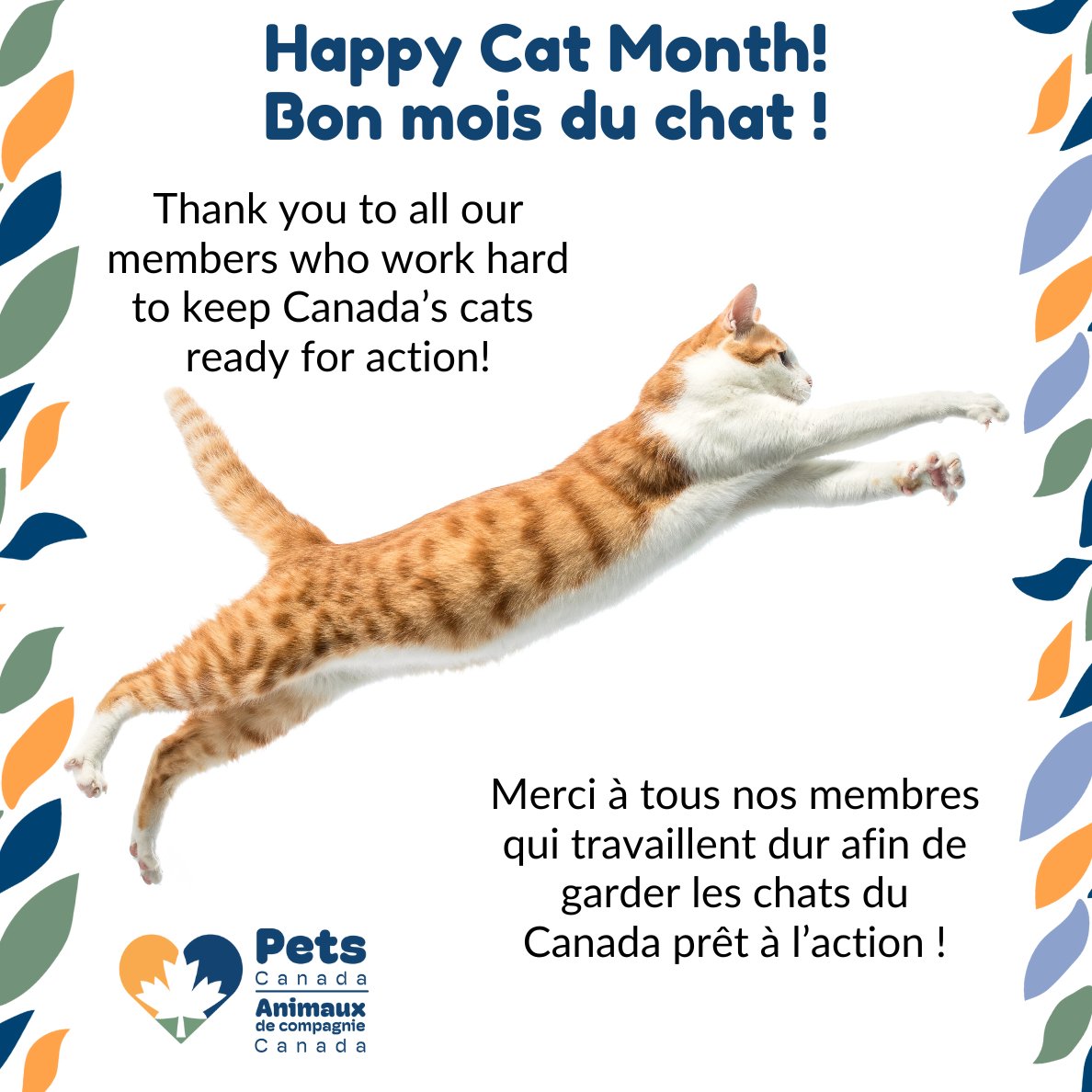 Happy #catmonth! Bon mois du chat !