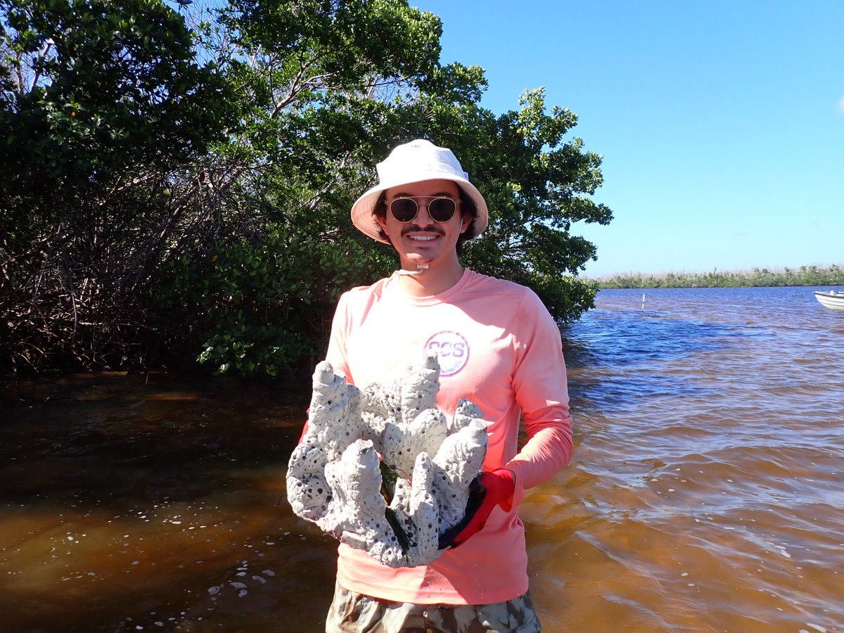 UFcoastal's tweet photo. Ph.D. student Adrian Sakr led the deployment of 160 @GrowOysterReefs oyster tiles in collaboration with @SCCF_SWFL last month, establishing a new #OysterRestoration site in San Carlos Bay! This study will test the tiles' efficiency to facilitate oyster recruitment and growth. https://t.co/HDSviiIcx9
