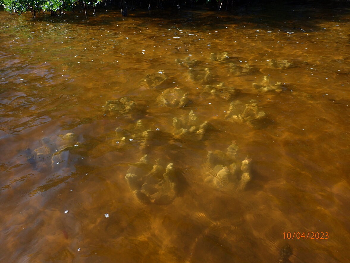 Ph.D. student Adrian Sakr led the deployment of 160 <a href="/GrowOysterReefs/">GROW Oyster Reefs,llc</a> oyster tiles in collaboration with <a href="/SCCF_SWFL/">SCCF</a> last month, establishing a new #OysterRestoration site in San Carlos Bay! This study will test the tiles' efficiency to facilitate oyster recruitment and growth.