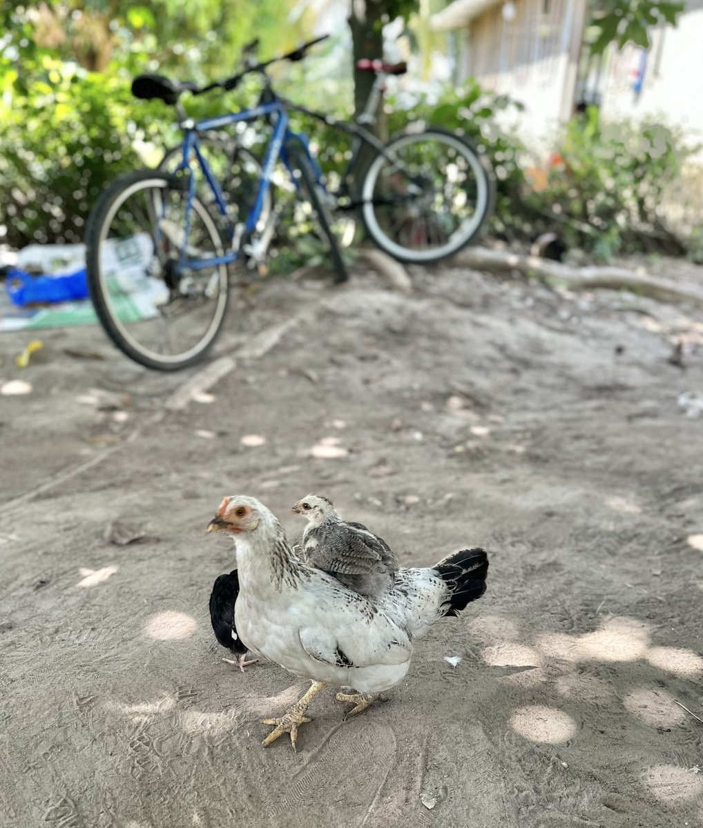 Fabrice Bertone tweet media