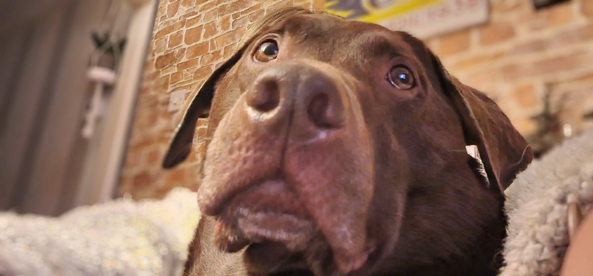 #George update....he's healing nicely, meds have finished, appetite is definitely back on track, and we are almost back to normal bounciness.Check up on Monday with vet.