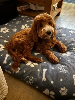 millypod1's tweet photo. 🆘1 NOV 2023 #Lost CHESTER #ScanMe
YOUNG Ginger Cockerpoo Male NEW RESCUE
Colling Drive #Lichfield #Staffordshire #Staffs #WS13 https://t.co/sHYv7lrayE https://t.co/QS3zsXYgTV
