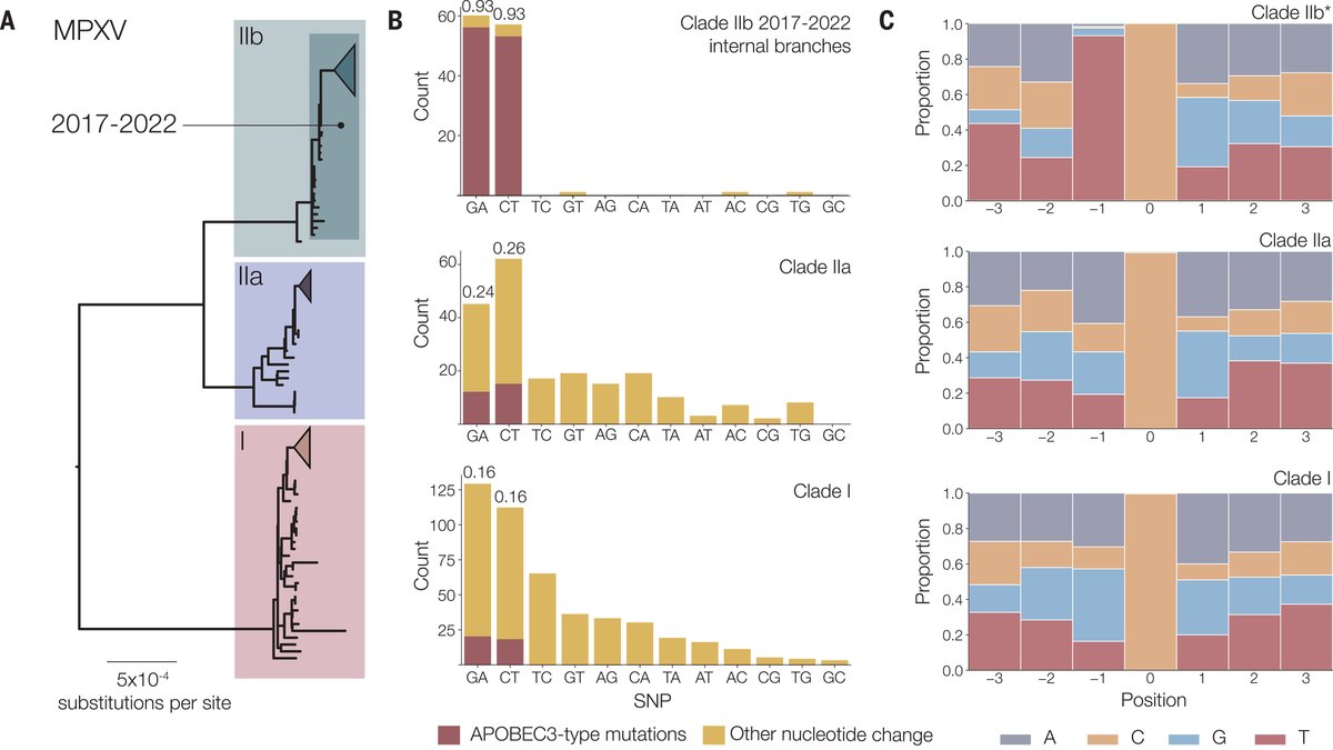 A new Science analysis shows that the #mpox virus is rapidly diverging into several lineages characterized by mutations resulting from continued interaction with the human immune system, suggesting that the virus has been circulating in humans since 2016. scim.ag/4Gj