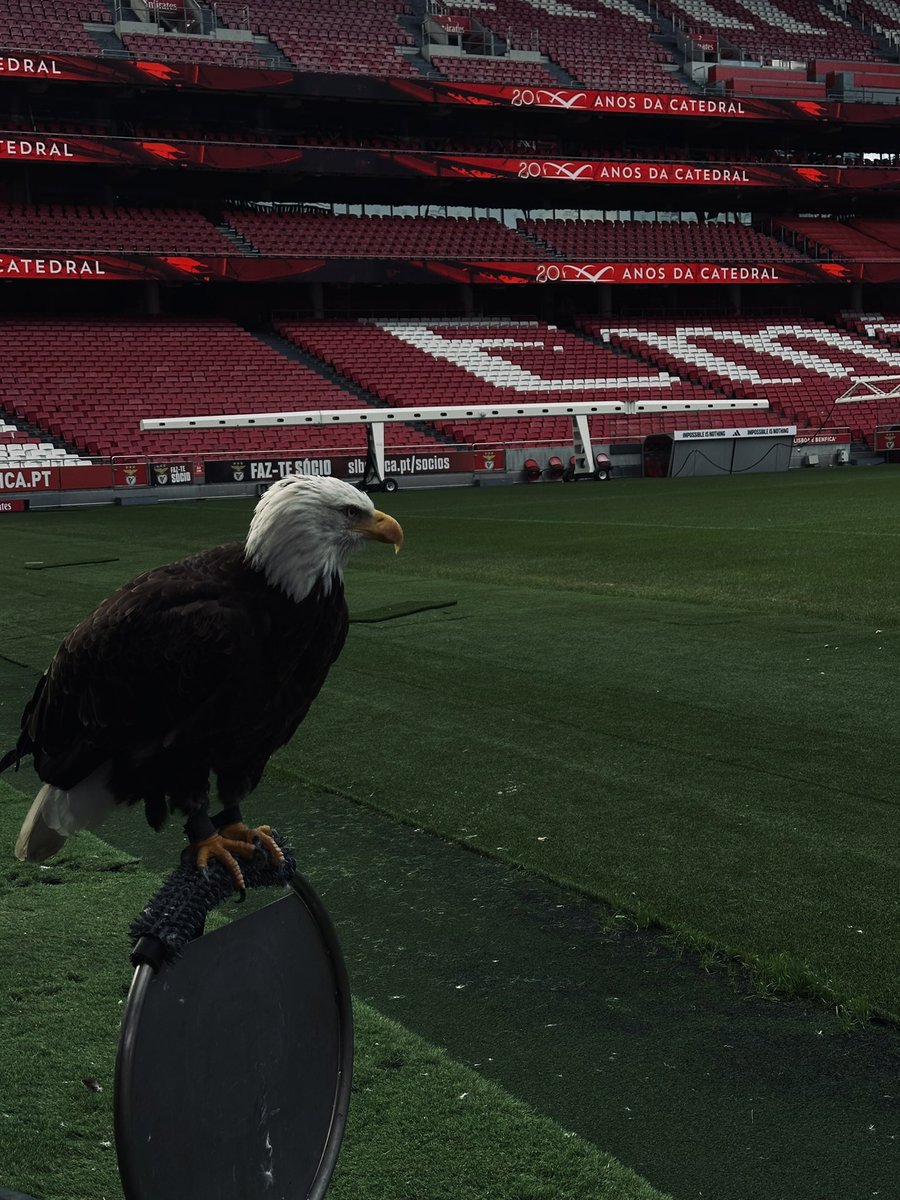 🦅❤️‍🔥