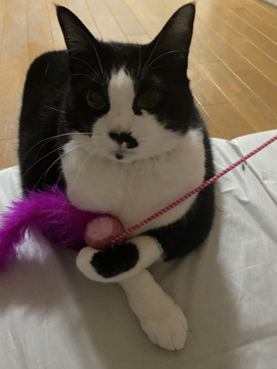 KaORiRedPepper's tweet photo. 我が家のもてなし上手なキャバ猫こと、ここちゃんが1ヶ月半の闘病の末23:55にお空へ還りました。享年10歳、うちに来て9年半。早すぎるよ。
たくさんの人がうちに遊びにきて、いっぱい可愛がってもらってたので取り急ぎご報告。最大9kgまで太ったけど細かった時期もあるんやで…。 https://t.co/O9s6TJC4Qp