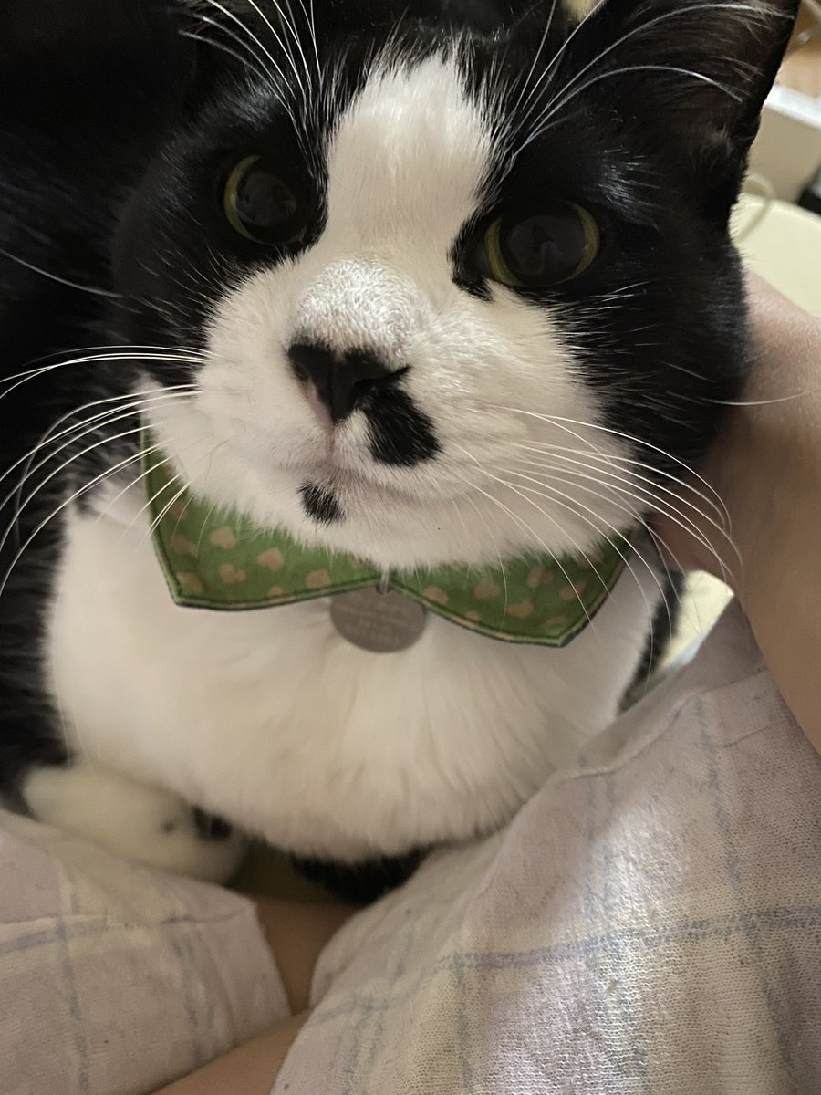 KaORiRedPepper's tweet photo. 我が家のもてなし上手なキャバ猫こと、ここちゃんが1ヶ月半の闘病の末23:55にお空へ還りました。享年10歳、うちに来て9年半。早すぎるよ。
たくさんの人がうちに遊びにきて、いっぱい可愛がってもらってたので取り急ぎご報告。最大9kgまで太ったけど細かった時期もあるんやで…。 https://t.co/O9s6TJC4Qp