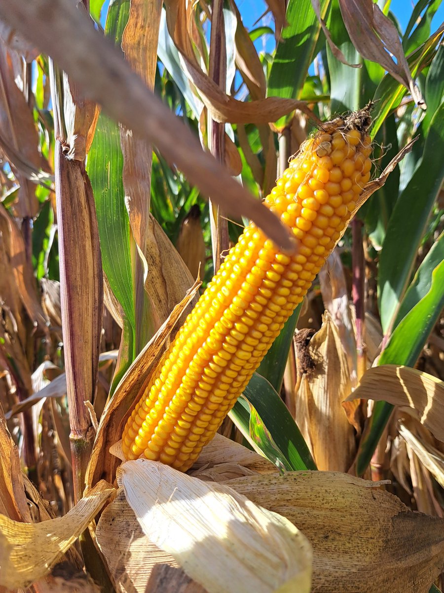 Semences de France tweet media