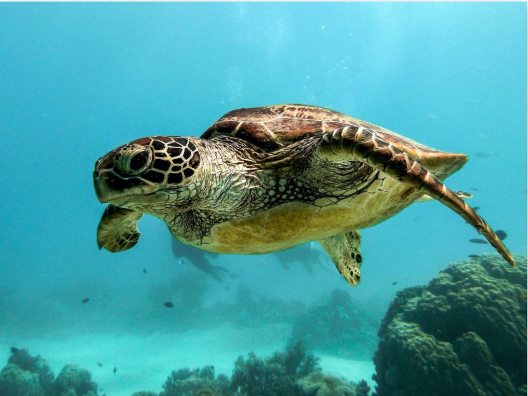 Pepsnews's tweet photo. Un français crée un site pour compter les tortues du monde entier ! #Animaux #site #media 

https://t.co/SN08eGxP28 https://t.co/yP6TTTnF89
