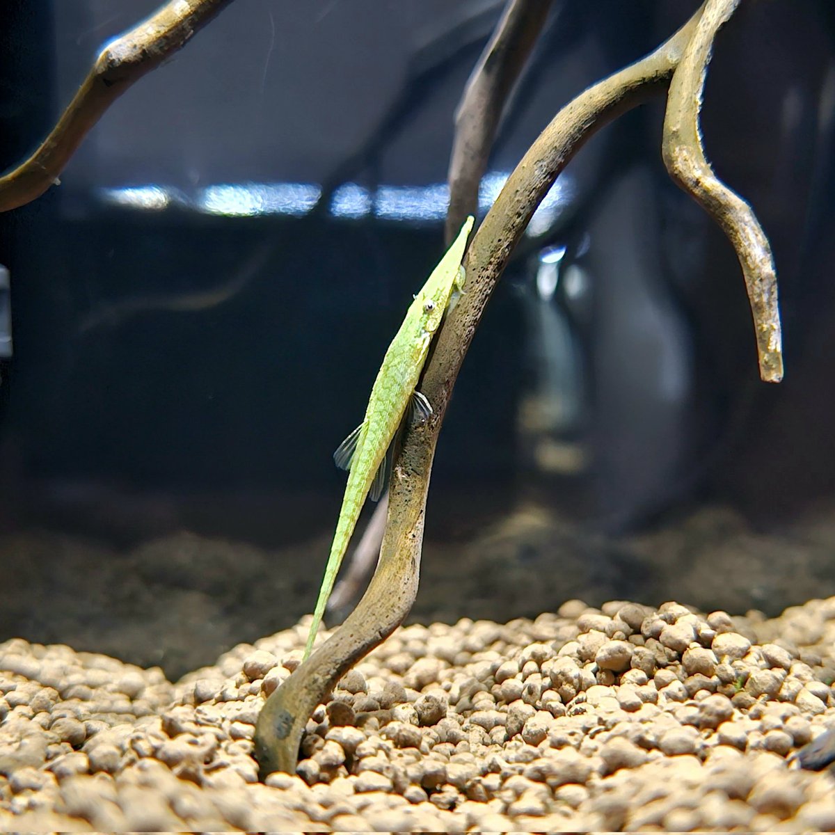 WhiteCocama's tweet photo. 1）Acestridium scutatum
2)  マデイラ川産のグリーンファロウェラ。「スーパーグリーン」の名に恥じない体色が魅力。

#アクアリウム超図鑑2024 https://t.co/a8f1gS6vyf