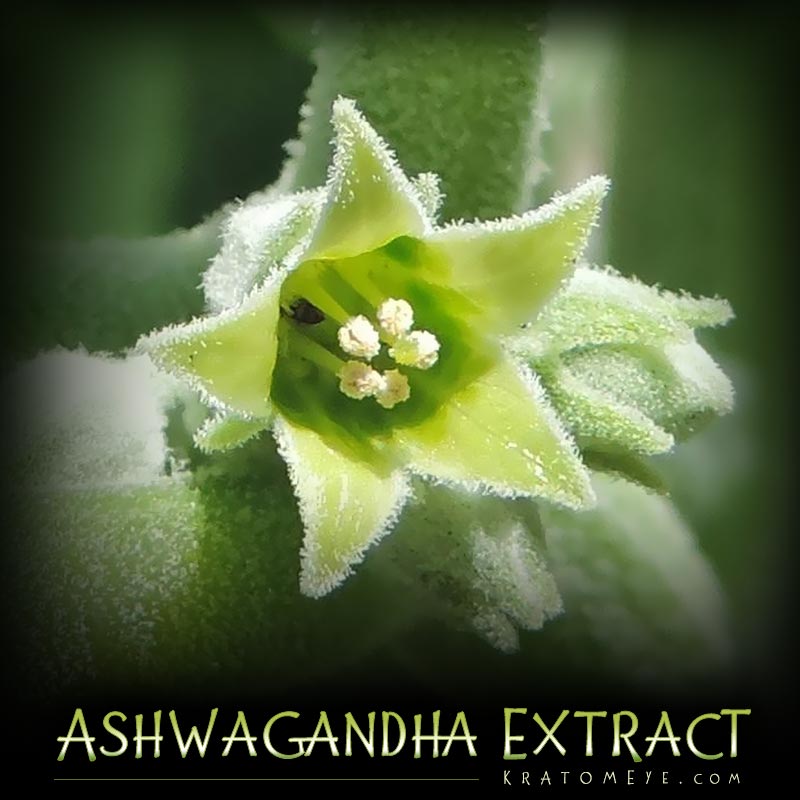 EyeKratom's tweet photo. ๐ฟ๐ท๏ธ SALE: ~ Ashwagandha 3% Extract:
https://t.co/XRGyRcRVTs
#ashwagandha 3% Extract (along with #rhodiola & #chinesecatsclaw ) has a unique symbiosis with #mitragyna #speciosa as a refresher...
#adaptogenic #ayurvedicherbs #rasayana #herbs #adaptogens #antistress https://t.co/PKhjecLOTW