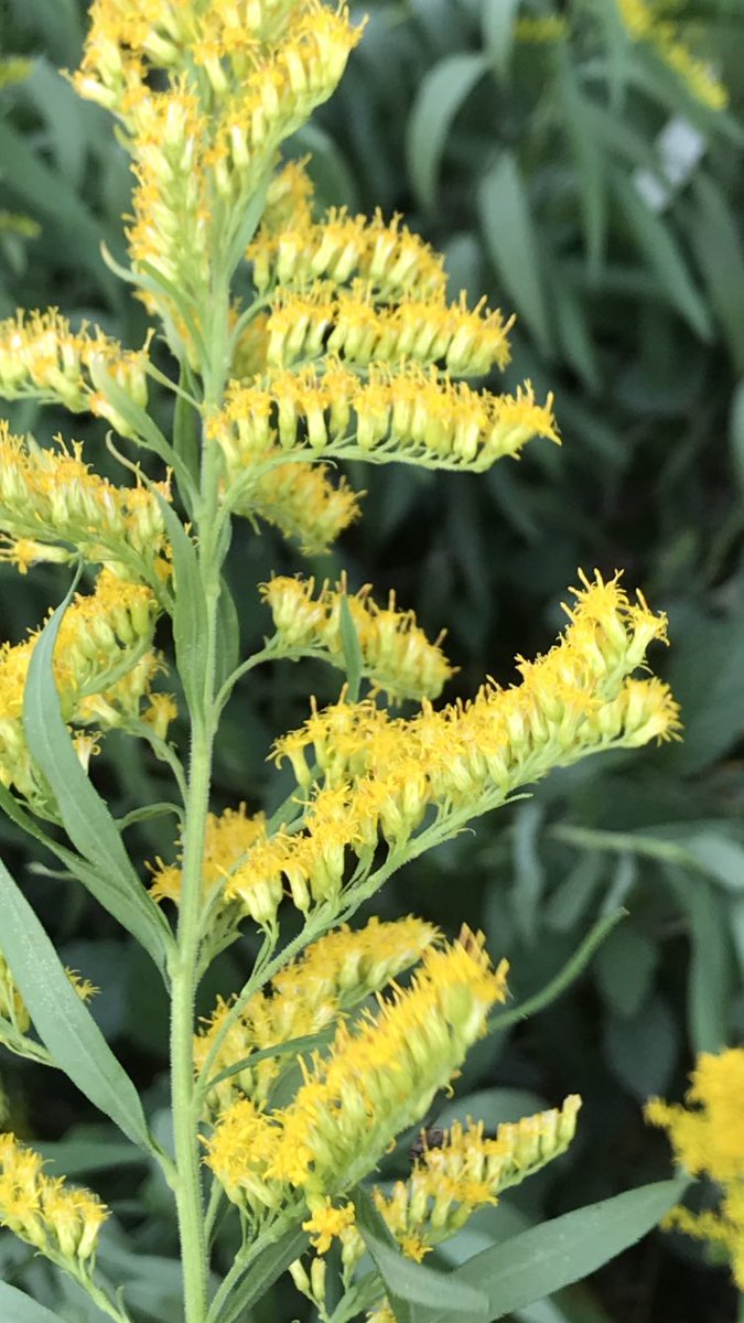 TeiaG2012's tweet photo. Avui passant per zona de bosc m’ha cridat l’atenció la floració d’aquesta #Solidago canadiensis, i veig que és espècie invasora. https://t.co/RDT19Pe0Zh