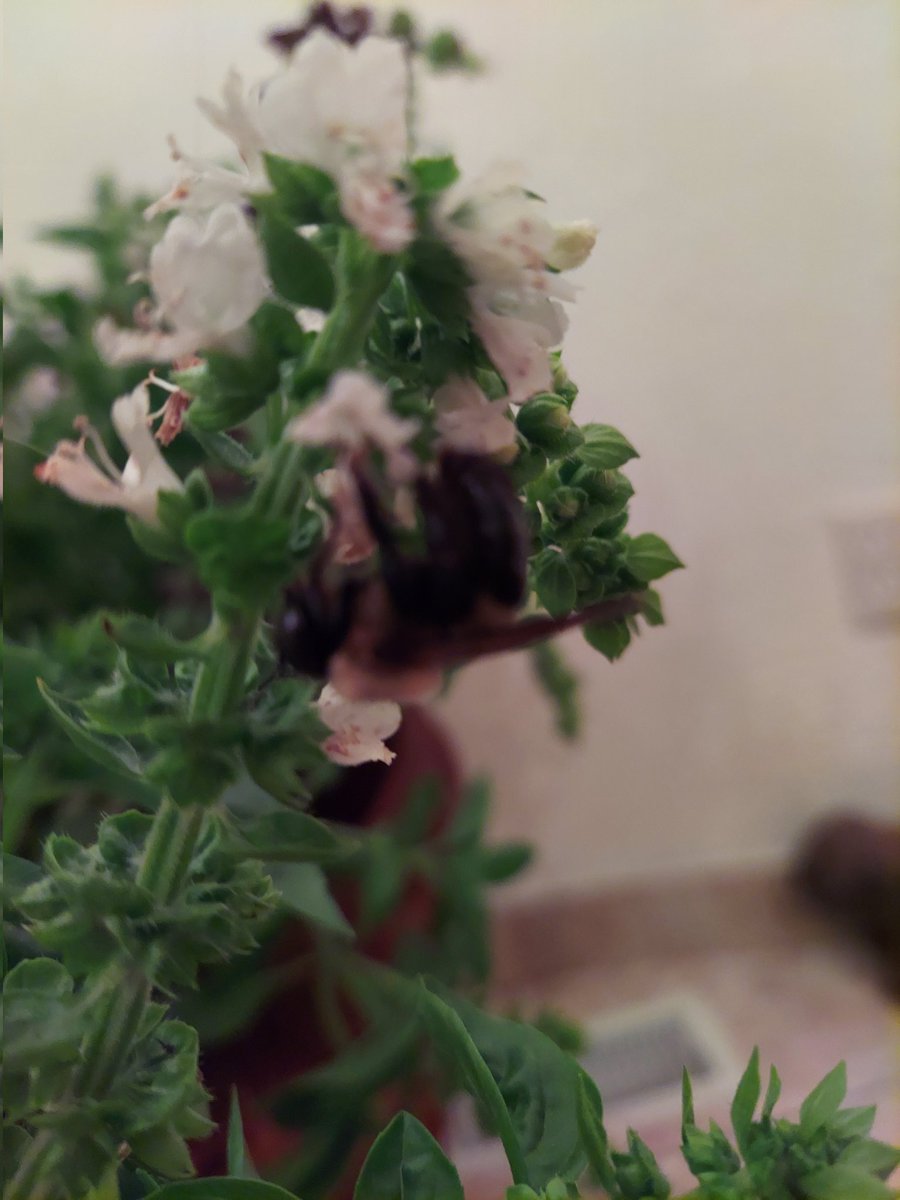 Sharron Riddle (@riddlemeastory) on Twitter photo I found this bumble inside my shirt, seeking warmth. We just brought the basil in for winter, and bumble is happily feeding on the flowers. I found this bumble inside my shirt, seeking warmth. We just brought the basil in for winter, and bumble is happily feeding on the flowers.