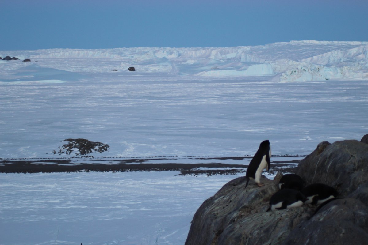 Candice_Mic's tweet photo. @Llg68930461 Magnifique!🐧Impressionnée par la taille des icebergs bien détachés. Ces photos ont 6 ans presque jour pour jour (9 nov. 2017), quasi-même point de vue. Je trouve le contraste  flagrant, peut-être à cause de l'angle? Le paysage bouge en tout cas. Que de souvenirs! ☺️🥶🌨️❄️🐧🦭 https://t.co/5uaOzAkczz