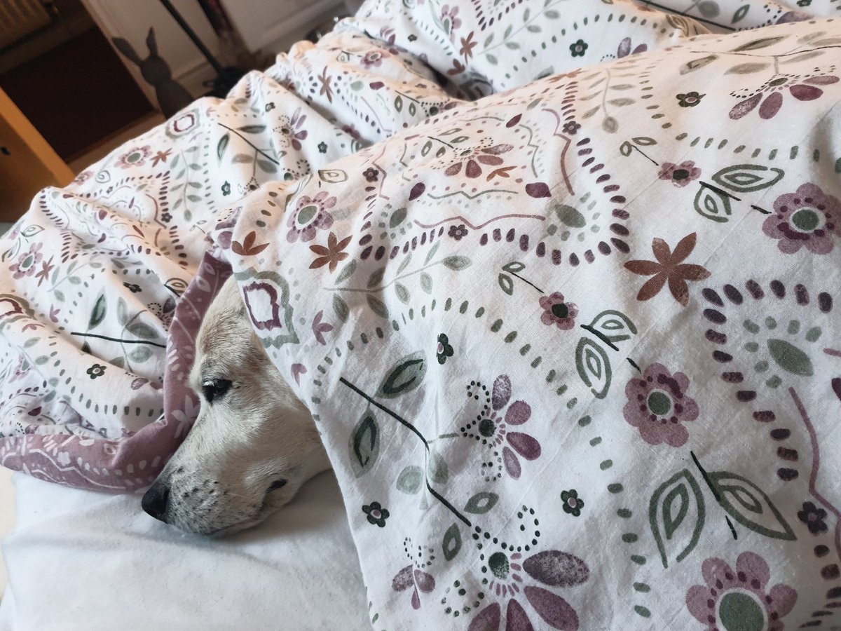 MichaelaDorrity's tweet photo. I admit that I pamper my dog but this one is all her own doing. She loves her comfort does my Nala 😍 #beagle #rescuedog https://t.co/5nL2ubfHIT