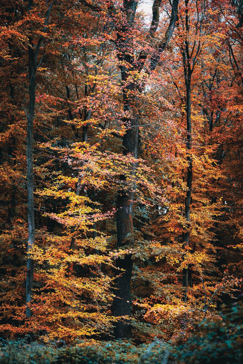 quhl5's tweet photo. The red curtain. 
#NaturePhotography #quhl5 #peace 🕊️ https://t.co/je3yCFxXx7
