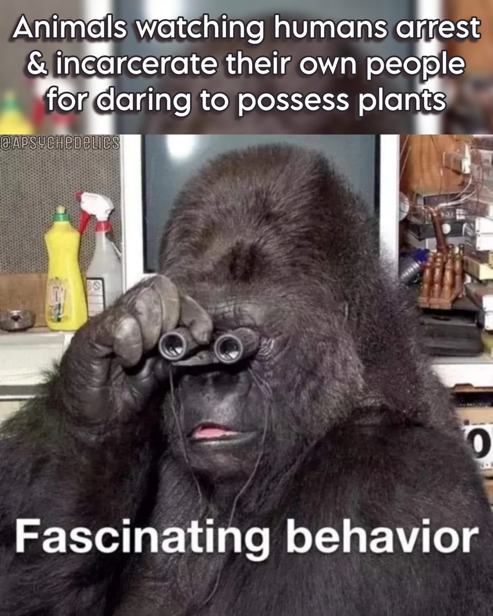 APsychedelics's tweet photo. Fascinating 🦍 https://t.co/JjCgRSsLFN