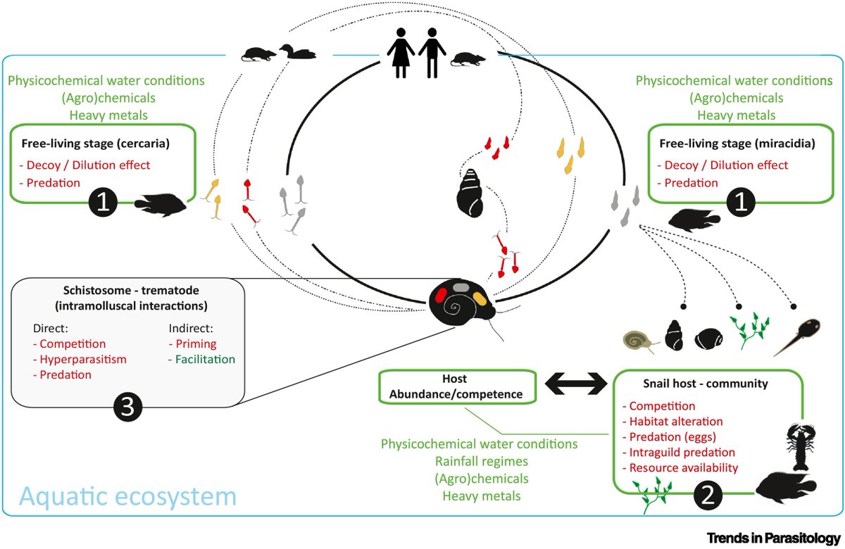 Trends in Parasitology (@trendsparasitol) on Twitter photo In this #OneHealthDay collection: #Schistosoma #transmission: scaling-up #competence from #hosts to #ecosystems, authored by Philippe Douchet, Benjamin Gourbal, Eric Loker & Olivier Rey. <a href="/ihpe_lab/">IHPE_Lab</a> <a href="/CNRS/">CNRS 🌍</a> <a href="/Ifremer_fr/">Ifremer 🌊</a> <a href="/UNM_MSB/">Museum of Southwestern Biology</a> <a href="/UNM/">Univ. of New Mexico</a> #Biodiversity #OneHealth
cell.com/trends/parasit… In this #OneHealthDay collection: #Schistosoma #transmission: scaling-up #competence from #hosts to #ecosystems, authored by Philippe Douchet, Benjamin Gourbal, Eric Loker & Olivier Rey. <a href="/ihpe_lab/">IHPE_Lab</a> <a href="/CNRS/">CNRS 🌍</a> <a href="/Ifremer_fr/">Ifremer 🌊</a> <a href="/UNM_MSB/">Museum of Southwestern Biology</a> <a href="/UNM/">Univ. of New Mexico</a> #Biodiversity #OneHealth
cell.com/trends/parasit…