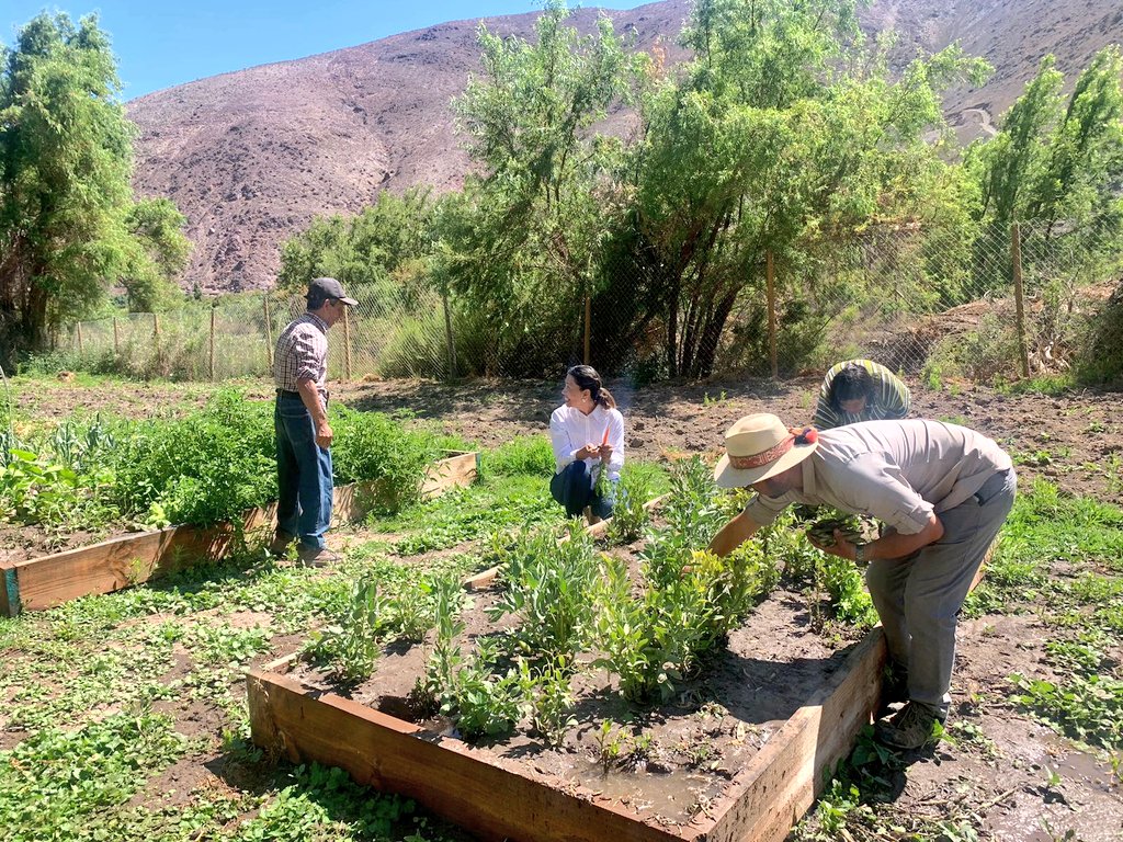 Senadis_Atacama's tweet photo. Directora @Senadis_Atacama junto al Alcalde de @AltodelCarmenCh y la Seremi @MDSAtacama en el cierre de #Fonapi "Huerto Inclusivo Sensorial".
Destacamos iniciativa local que ha impulsado el desarrollo de habilidades pre laborales y sociemocionales de las personas con discapacidad https://t.co/St6cEEb3OA