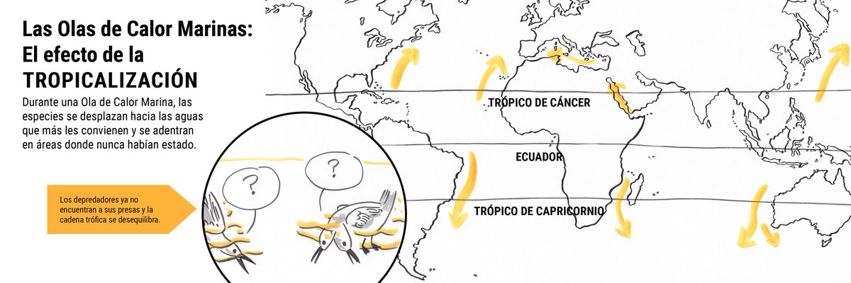 planettunaIEO's tweet photo. [EFECTOS DE LAS OLAS DE CALOR MARINAS]

Tropicalización: desplazamiento de las especies hacia otras aguas en las que no habían estado

https://t.co/8lFRPJNM5N

#investigatuna @FECYT_Ciencia  @CSICdivulga https://t.co/kHXUiarSqA