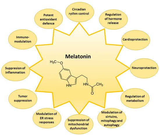 mitokondriac's tweet photo. La melatonina y todos sus beneficios son el resultado directo de lo bien que gestiones la luz en tu día a día.☀️
#reallight
https://t.co/tkyoAlf6Sa https://t.co/3UCjRqdVX0