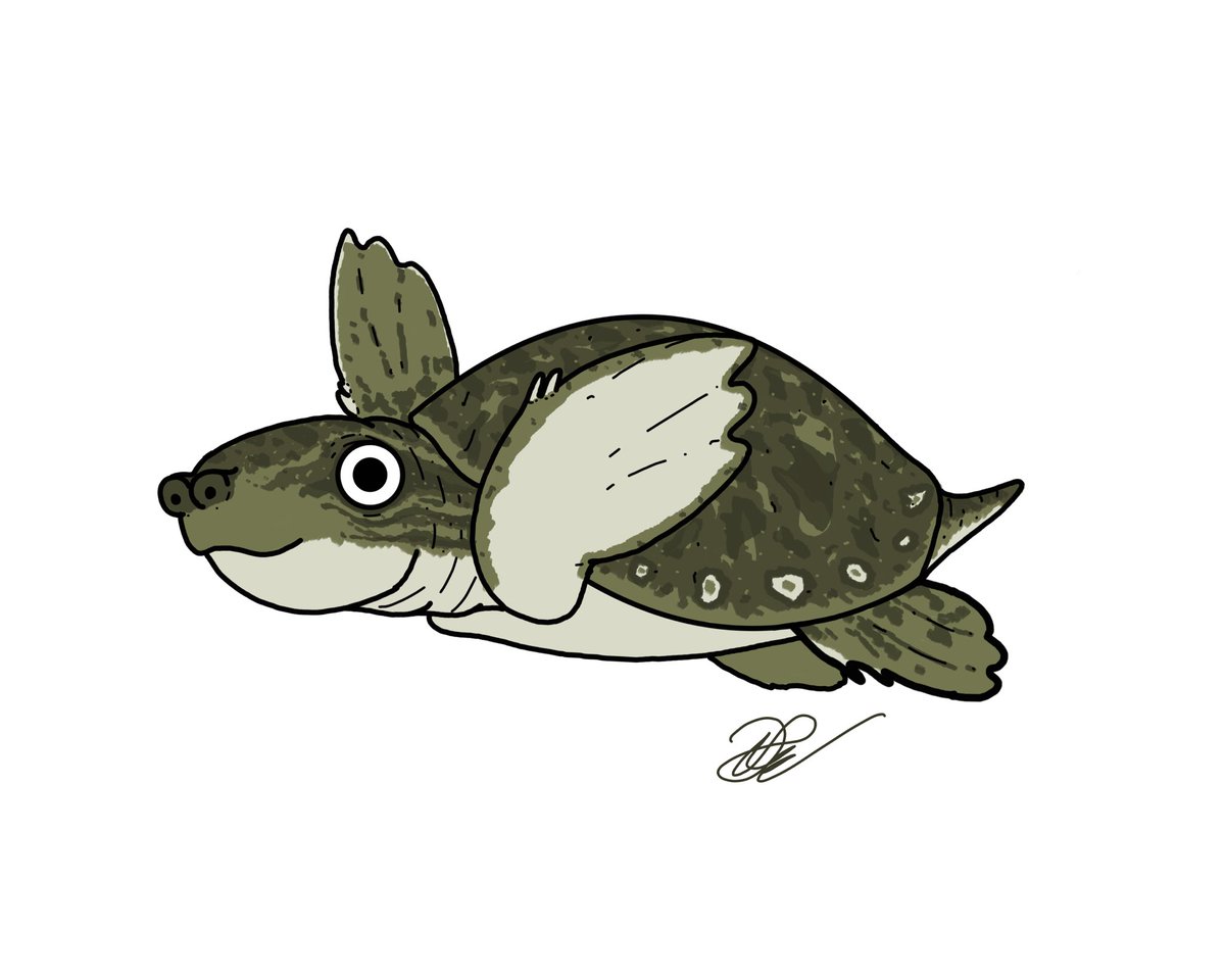 JobSaurusRex's tweet photo. 🐢 Kizylkumemys khoratensis 🐢
A carettochelyid turtle from the Early Cretaceous Khok Kruat Formation of Thailand. They’re basal relatives of modern pig-nosed turtles. I wish I could pet these cute turtles someday!!! #Kizylkumemys #Carettochelyidae #PigNosedTurtle #Turtle https://t.co/51h2Ex5ZE4
