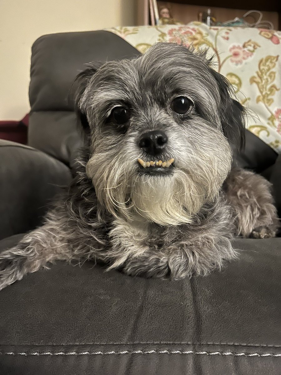 EnsCuddlesHuman's tweet photo. @sqiouyilu Yup. The teeth is how she gets away with so much. https://t.co/jAfardOg0h