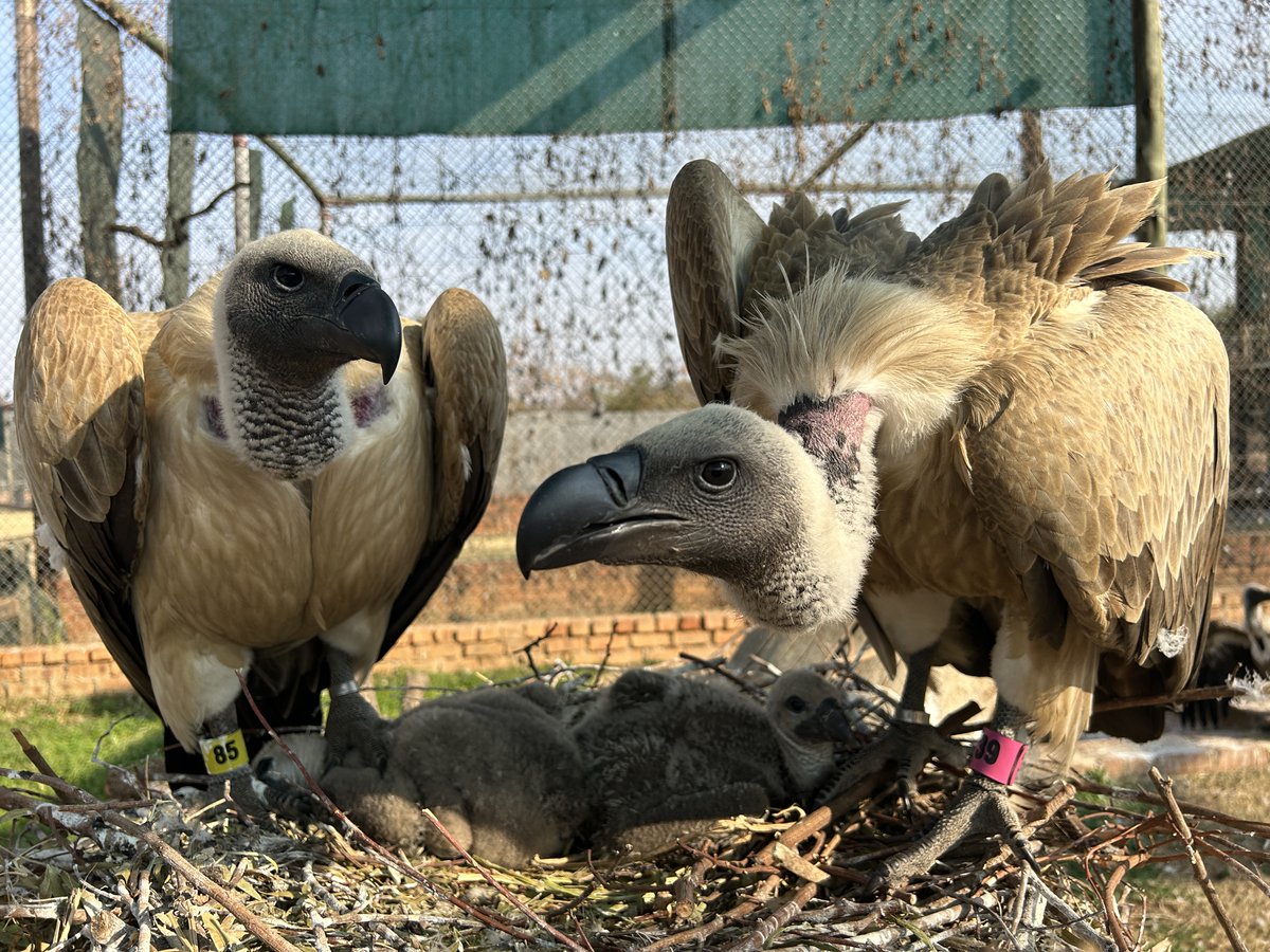 A huge milestone for vulture conservation! Tusk's project partner, VulPro, has announced the approved relocation of 155 vultures, beginning at the end of January 2024, marking the start of a two-year relocation process, which will be the largest vulture relocation
