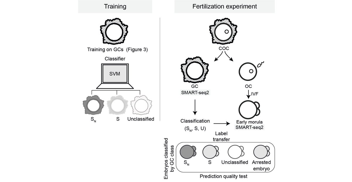 Angela Goncalves tweet media
