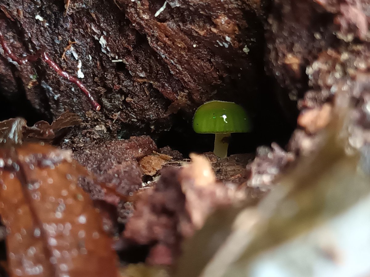 Bruce Langridge (@brucelangridge1) on Twitter photo Glistening like a emerald, this tiny parrot waxcap #fungus has appeared inside a rotting tree trunk in the Fairy Wood <a href="/walesbotanic/">🏴 Gardd Cymru 🌿 Garden of Wales</a>
The odd thing is that it usually grows on underfertilised lawns, meadows and pastures.
Thanks to <a href="/CoalspoilFungi/">Emma Williams</a> for the ID Glistening like a emerald, this tiny parrot waxcap #fungus has appeared inside a rotting tree trunk in the Fairy Wood <a href="/walesbotanic/">🏴 Gardd Cymru 🌿 Garden of Wales</a>
The odd thing is that it usually grows on underfertilised lawns, meadows and pastures.
Thanks to <a href="/CoalspoilFungi/">Emma Williams</a> for the ID