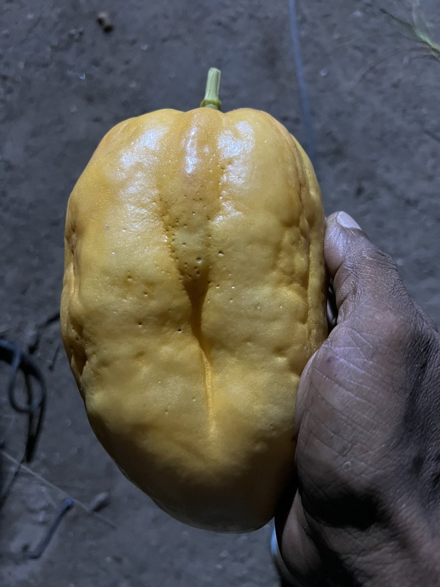 ZuvanDhaduveria's tweet photo. Maldives 🇲🇻. Granadilla (giant passion fruit ) ,grapes 🍇 Pineapple 🍍 dragonfruit #AdduMeedhoo #GrowwithOoredoo #eHubaddu #Fruits #Farming https://t.co/qZsKEiNZ3H