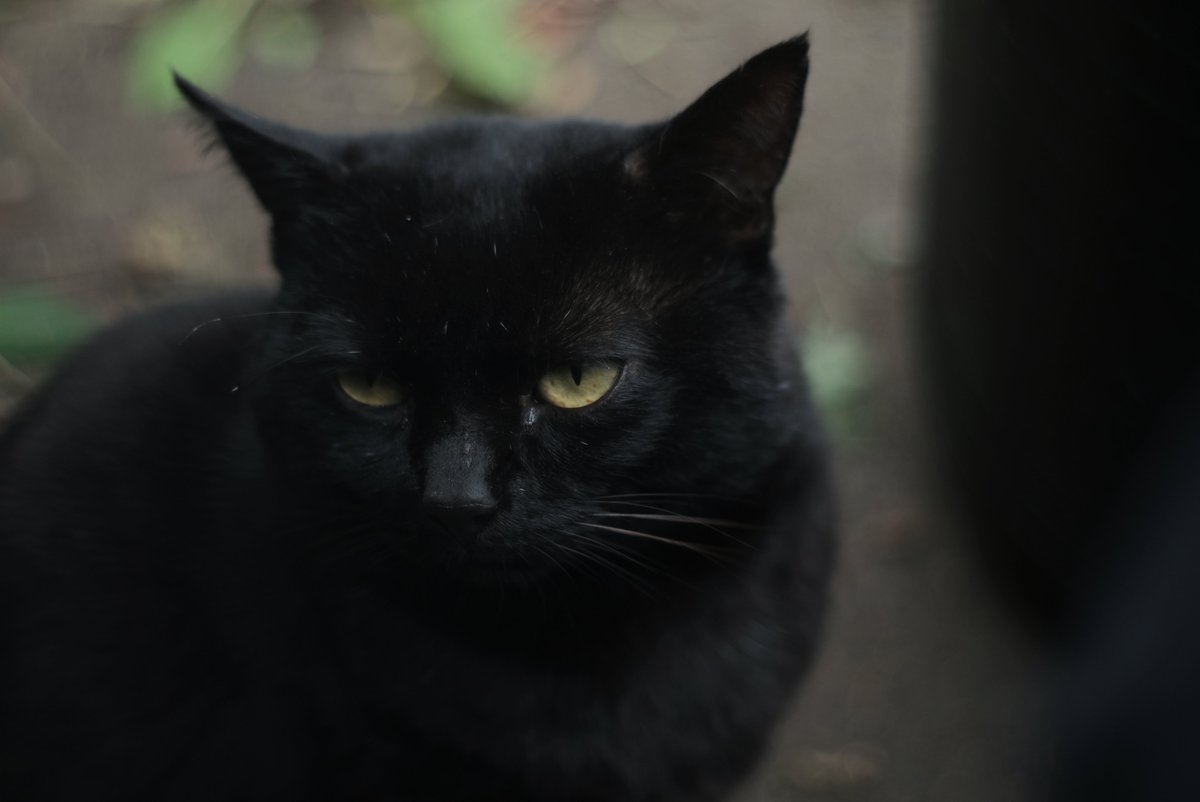 ViciousNoodles's tweet image. Feral Tim, #FujifilmXH1 &amp;amp; #Pentacon lens. #BlackCat #FeralCat