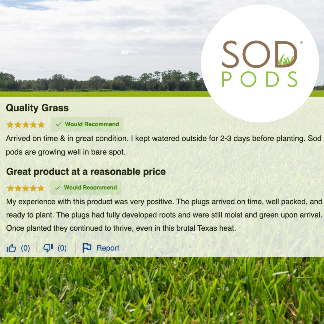 PodsSod's tweet image. 🌟 Wondering why SodPods are the go-to choice for lawn repair? 🌿 Take a peek at these customer reviews, showcasing what they love about our products and how SodPods have transformed their lawns. Discover for yourself! 💬🌱 #SodPodsSuccessStories #CustomerFeedback #GreenerLawns