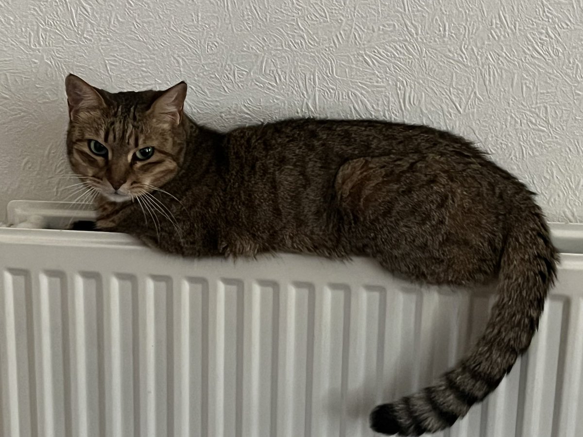 Pushca the Briery Cat tweet media