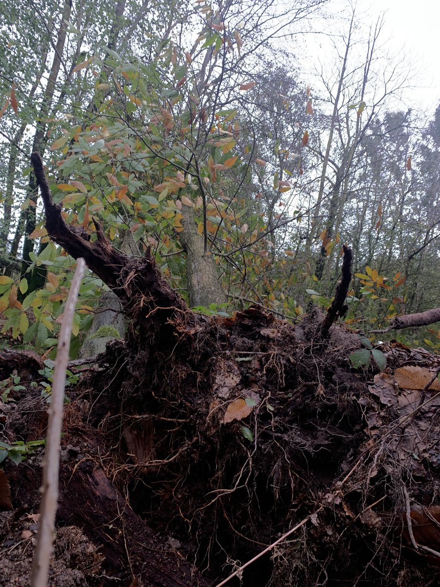 Stephane Briend tweet media