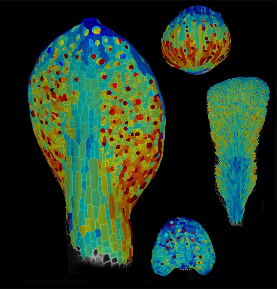 Meeting report
FASEB: the mechanism of plant development
Saxtons River, Vermont, 24–29 July 2022 #FASEB2022

<a href="/daniel_alique/">Daniel Alique</a>, <a href="/andreagomezfe/">𝔸𝕟𝕕𝕣𝕖𝕒 𝔾ó𝕞𝕖𝕫-𝔽𝕖𝕝𝕚𝕡𝕖 🔬🌱🇲🇽</a>, André Kuhn, <a href="/zoenahas/">Zoe Nahas / @zoenahas.bsky.social</a> and Shalini Yadav

📖 ow.ly/MI2050Q3nvu