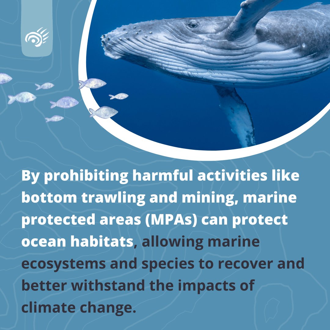 How do marine protected areas (MPAs) protect the ocean? By prohibiting harmful activities like bottom trawling and mining, they allow ecosystems and species to recover and better withstand the impacts of climate change.